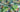 LUAU Fabric - Laminated Cotton - by the 1/2 yard